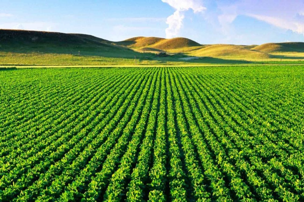 Toprak Altı Damla Sulama Sistemi